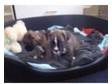 Boxer pups for sale,  was a litter of 8 only 2 left. 2....