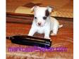 CHIHUAHUA PUPPIES,  smooth coats,  1-male fawn £200, ....