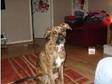 for sale a beautiful boxer colli cross only nine months....
