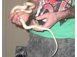 £150 - 3FT FEMALE Albino Corn Snake.